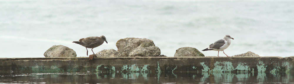 Friends of Lands End